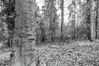 Doğanın güzel manzarası