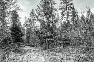 Ormanın ortasındaki bir ağacın gri tonlu görüntüsü.