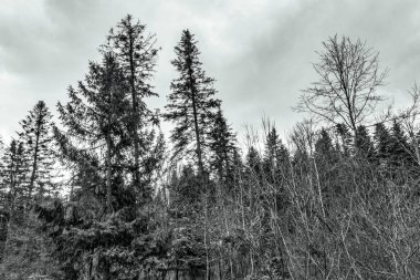 Ormanın güzel manzarası