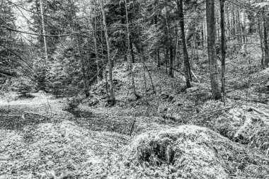 Ormandaki bir ağacın siyah beyaz fotoğrafı.