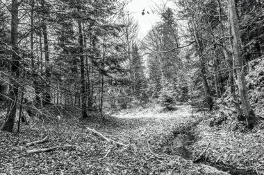 Bir ormanın kışın siyah beyaz fotoğrafı