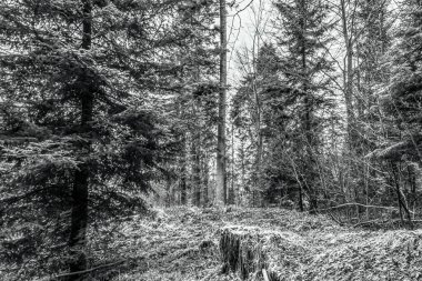 Ormandaki bir ormanın siyah beyaz fotoğrafı