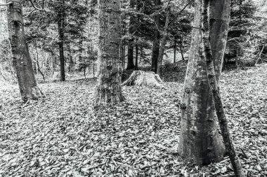 Ormandaki bir ağacın siyah beyaz fotoğrafı.