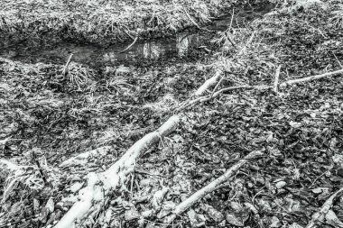 Parktaki eski terk edilmiş ev.