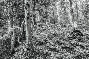 Ormanda kış manzarası