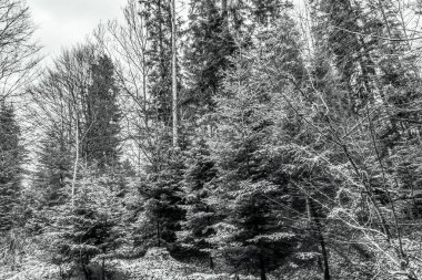 Kış karları parktaki ağaçları kapladı