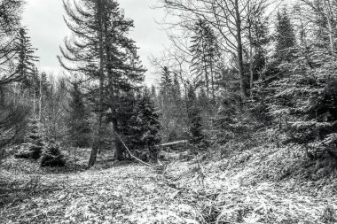 Ağaçlar ve karla kaplı siyah ve beyaz kış manzarası