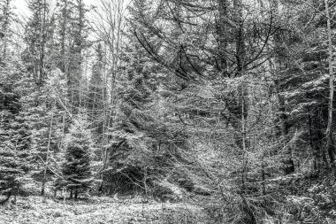 Köknar ağaçlı siyah beyaz orman