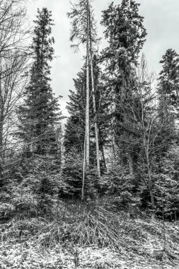 Bir çam ormanının dağlarında kış manzarası