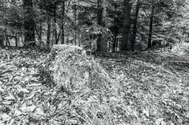 Ormanın güzel manzarası