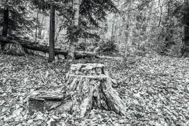 Ormandaki eski tahta kütük