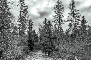 Dağlardaki siyah beyaz orman