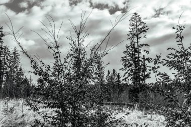 ağaç dallarının siyah beyaz fotoğrafı