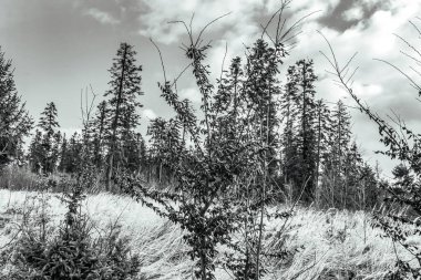 Karlı kış ormanı