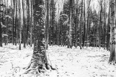 çam ağaçları kış orman