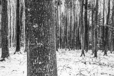 Kışın çam ormanı. siyah ve beyaz