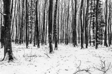 Orman, Karpatlar, Doğa Fotoğrafları - Avrupa, Doğu Avrupa, Romanya 