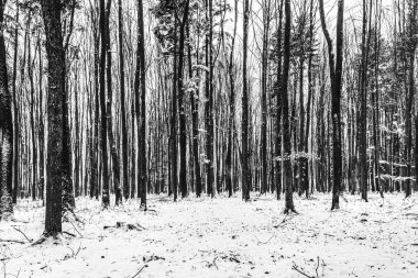 Karlı ve ağaçlı çam ormanlarının siyah beyaz fotoğrafı
