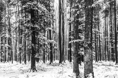Karlı orman ve karlı ağaçlarla kaplı güzel kış manzarası.