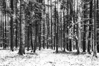 Çam ormanının siyah beyaz fotoğrafı