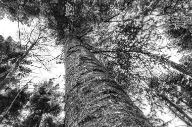 siyah ve beyaz çam ağacı ormanı