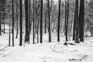 Ormanda kışın orman