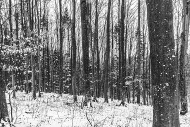 huş ağacı orman erken bahar