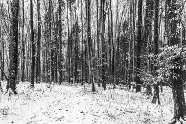 Ormanda karla kaplı ağaçlar. Kış manzarası