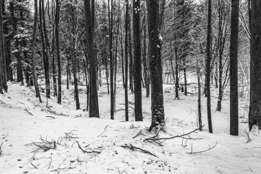 Karla kaplı ağaçlarla kaplı kış manzarası