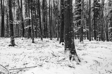 Ormanda çam ağaçları olan kış manzarası