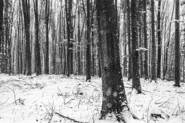 Kış mevsiminde karlı ve ağaçlı bir ormanın kış manzarası