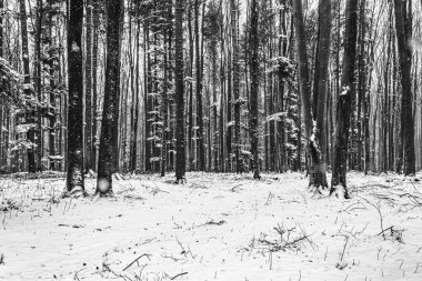 Karlı güzel kış ormanı - ağaçlarla kaplı