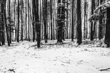 Siyah beyaz kış orman