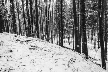 Karpatlar 'da kış ormanı Siyah ve beyaz.
