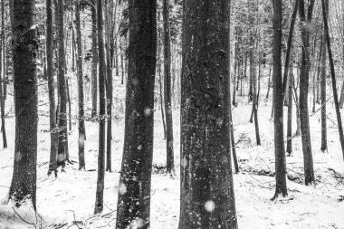 Çam ormanının kara ve beyaz kış manzarası kış ormanlarında karla kaplı.