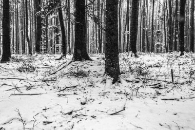 Çam ağaçlarıyla kaplı kış manzarası