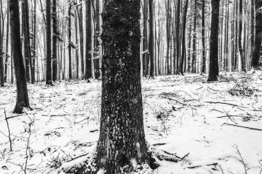 Ağaçlar ve karla kaplı güzel kış ormanı