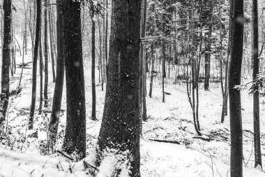 Ağaçlar ve karla kaplı güzel kış ormanı