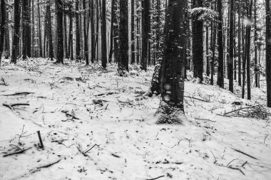 Karla kaplı ağaçlarla kaplı kış ormanı