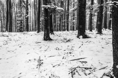 Çam ormanı karla kaplı, kış manzarası siyah beyaz.