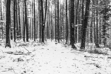 Ağaçlar ve karla kaplı kış manzarası