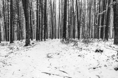 Kış ormanında güzel karlı bir manzara.