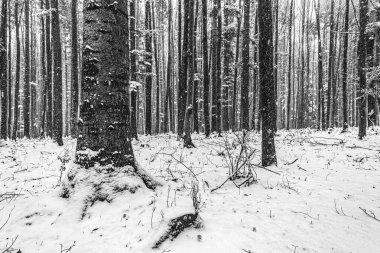 Güzel kış manzarası. kar - ağaçlarla kaplı.