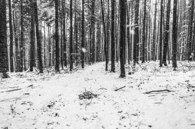 Dağlardaki güzel kış ormanı. Kar ve ormanlı kış manzarası