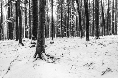 Siyah ve beyaz kış manzarası