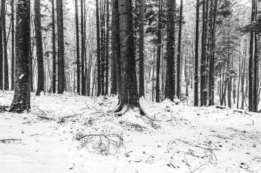 çam ormanı içinde kar