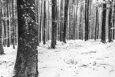 Kış ormanı karla kaplı. Noel arkaplanı.