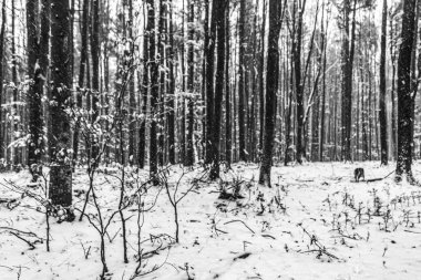 Kış çamı ormanı karla kaplı