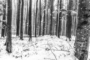 Karla kaplı köknar ağacı ile kış ormanı manzarası
