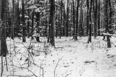 Karlı kış ormanı ve köknar ağaçları